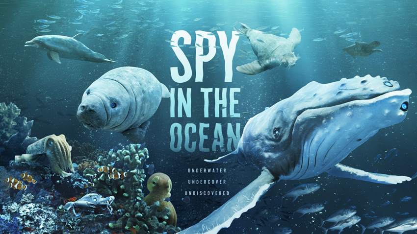 „Szpiedzy w oceanie” od niedzieli 16 lipca na kanale BBC Earth
